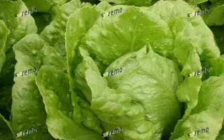 ГЕЛБУС / GELBUS