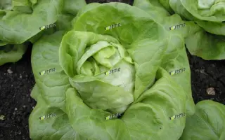 БРЕМЕКС / BREMEX