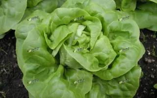 БРИЛИАНТ / BRILANT