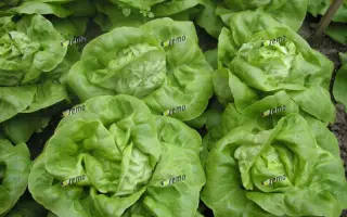 БРИЛИАНТ / BRILANT