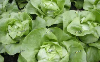 ЦИТРИН / CITRIN