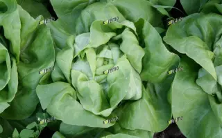 ЦЕЗАРОС / CEZAROS