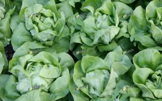 ЦЕЗАРОС / CEZAROS