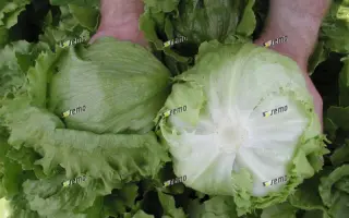 МИНИКО / MINIKO