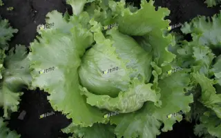 МЕДИМО / MEDIMO