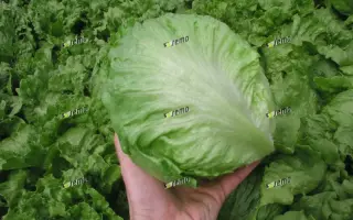 МАКСИМО / MAXIMO