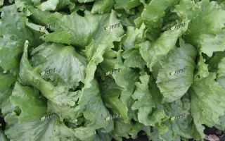 МАКСИМО / MAXIMO