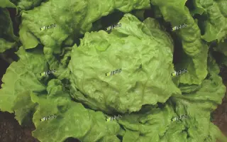 ЛЕДАНО / LEDANO