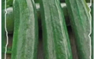 Нефертити / Nefertiti