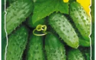 Анулька F1 / Anulka F1