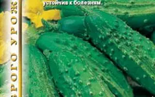 КРОНОС СКЕРНЕВИЦКИ F1