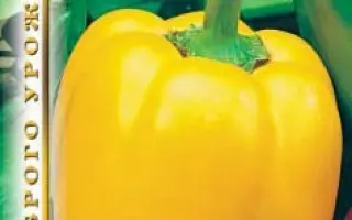 ПОДСТОЛИНА