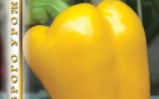 ТЭЛИМЭНА