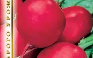 ЛЮЦИНКА