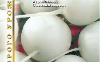 ШЬНЕЖКА (СНЕЖКА)