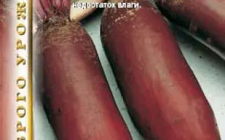 РЕГУЛЬСКИЙ ЦИЛИНДР