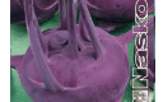 ФЕЯ