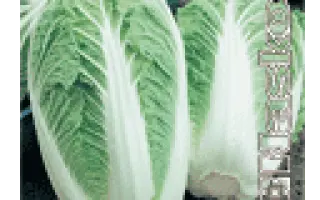 ПИОНЕР F1 / PIONER F1