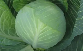 СУПЕРМАРКЕТ F1