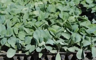 СУПЕРМАРКЕТ F1