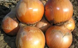 Хеленас F1 / Helenas F1