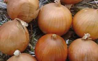 Кассиопея F1 / Cassiopea F1