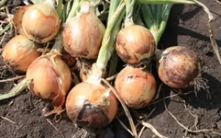 Кассиопея F1 / Cassiopea F1