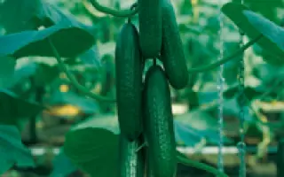 Пассандра F1 / Passandra F1