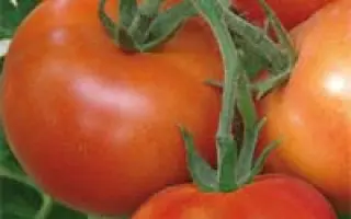 Монсан F1 / Monsan F1