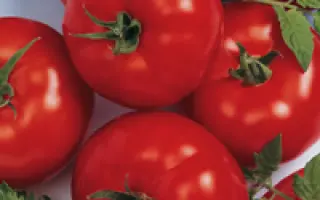 Берберана F1 / Berberana F1