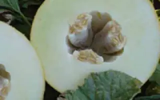 Бизан F1 / Bisan F1