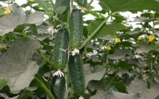 Барвина F1 / Barvina F1