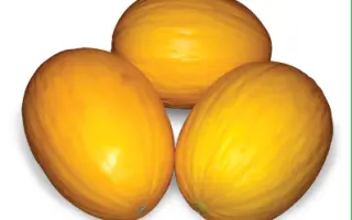 Агаси F1 / Agasi F1