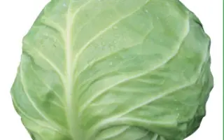 Акира F1 / Akira F1