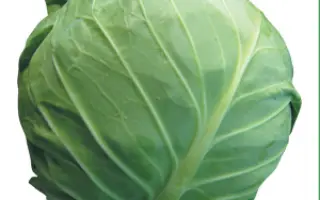 Амарин F1 / Amarin F1