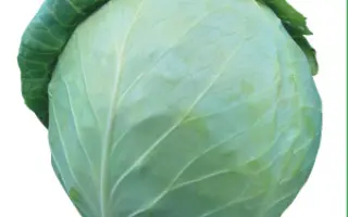 Хонка F1 / Honka F1