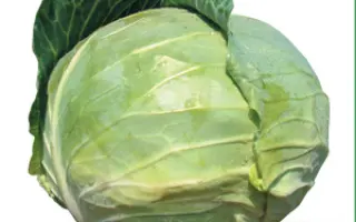 Наоми F1 / Naomi F1