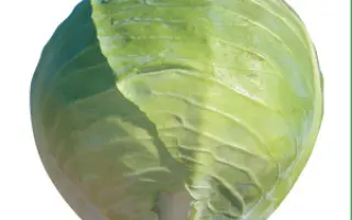 Хитоми F1 / Hitomi F1