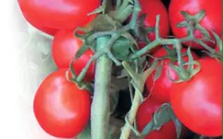 Асвон F1 / Aswan F1