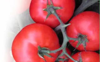 Вирта F1 / Virta F1