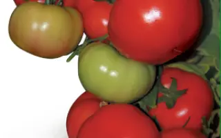 Тисато F1 / Tisato F1