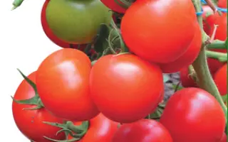 Тайлер F1 / Tailer F1