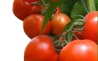 Хитомакс F1 / Hitomax F1