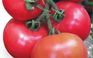 Касамори F1 / Kasamori F1