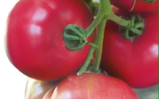 Батлер КС F1 / Batler KS F1