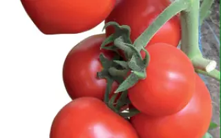 Овация F1 / Ovation F1