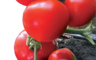 Ядвига F1 / Yadwiga F1