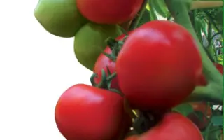 Шеридан F1 / Sheridan F1