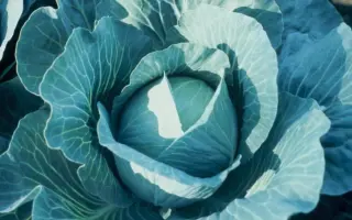 КОРОНЕТ F1 / CORONET F1