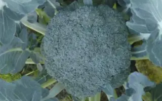 Партенон F1 / Parthenon F1